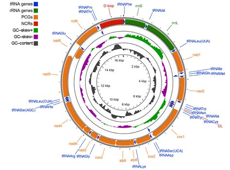 Complete mitochondrial genome of the six.